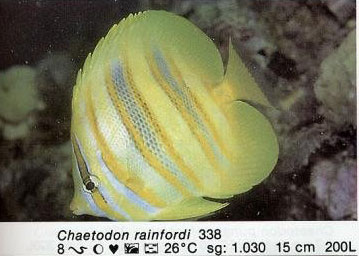 Chaetodon rainfordi